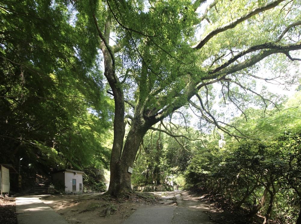 神戸市中央区神戸港地方字再度谷の売買物件/敷地内に立つ大きな楠の巨木