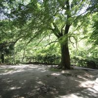 神戸市中央区神戸港地方字再度谷の売買物件/毎朝、楠の木の下でラジオ体操が行われているそう