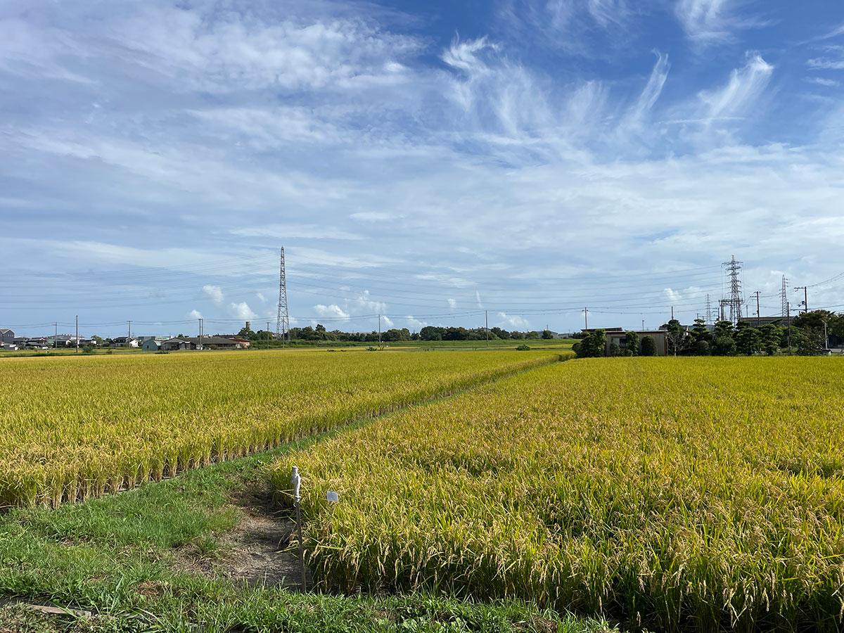 加古川市平岡町新在家の売買物件/少し足を伸ばせば稲美町の田園風景