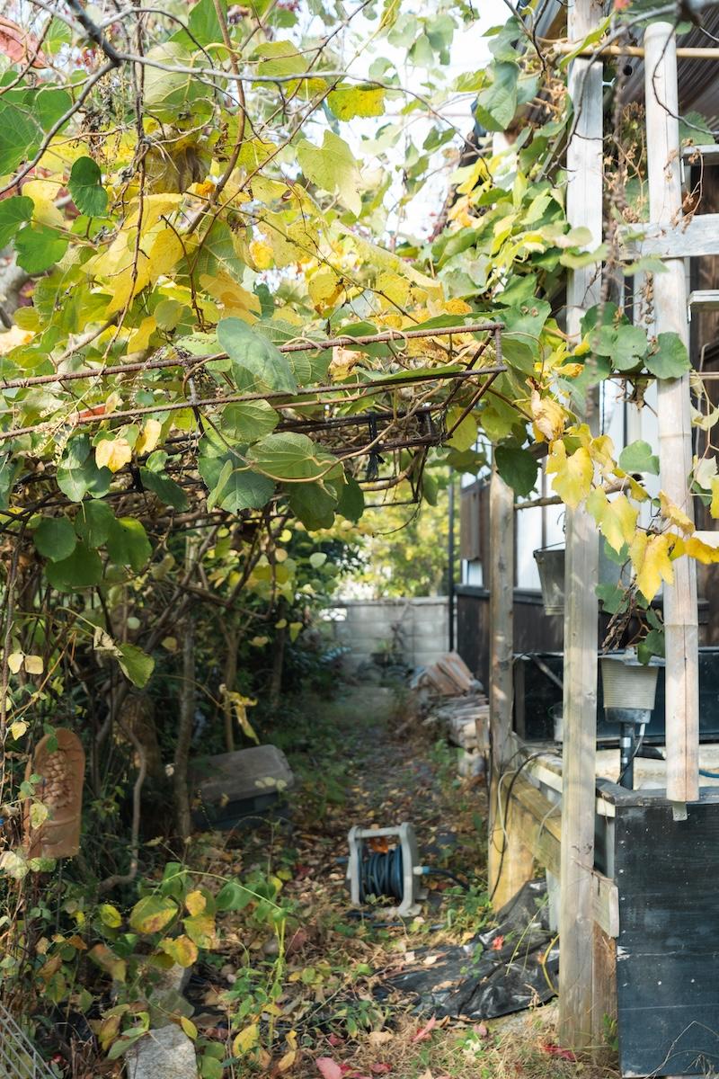 神戸市北区有野町唐櫃の売買物件/果樹もいろいろ植っています。これはキウイ棚