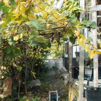神戸市北区有野町唐櫃の売買物件/果樹もいろいろ植っています。これはキウイ棚