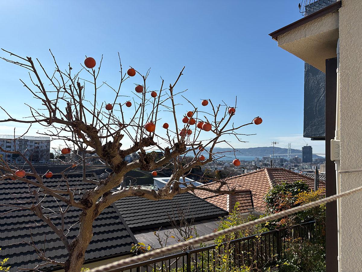 神戸市垂水区美山台の売買物件/柿の木