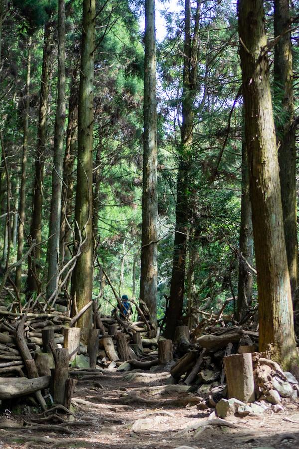神戸市東灘区岡本の賃貸物件/少し登ると山神社。いい雰囲気の登山道です。
