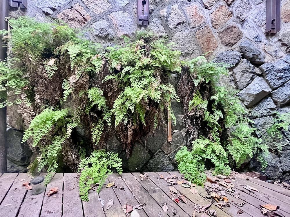 神戸市兵庫区熊野町の賃貸物件/ウッドデッキと擁壁に生えるシダ植物の美