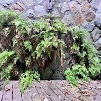 神戸市兵庫区熊野町の賃貸物件/ウッドデッキと擁壁に生えるシダ植物の美