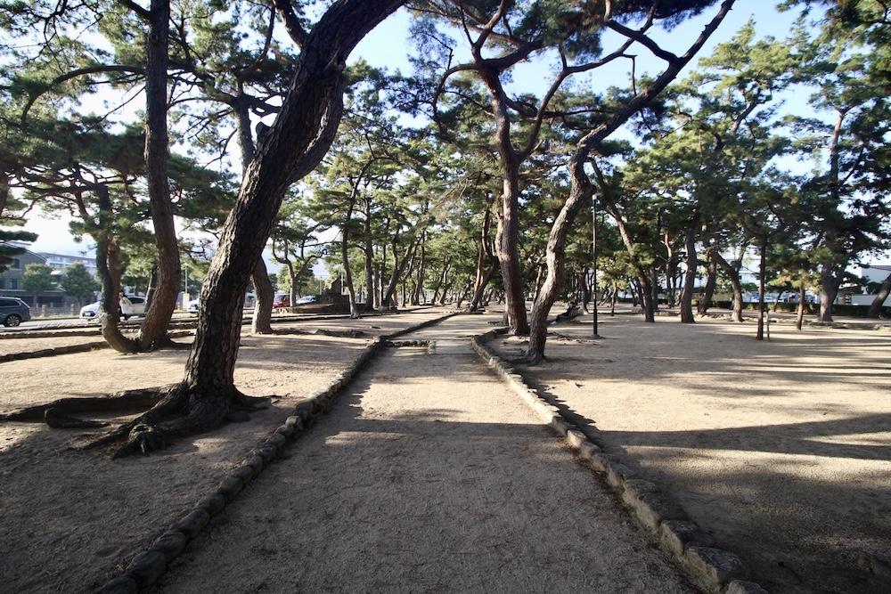 芦屋市平田町の売買物件/川向かいの松林の公園で読書もいいな。