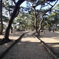芦屋市平田町の売買物件/川向かいの松林の公園で読書もいいな。