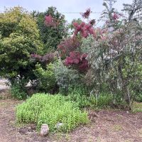 淡路市白山の売買物件/ミントやスモークツリーが植る庭