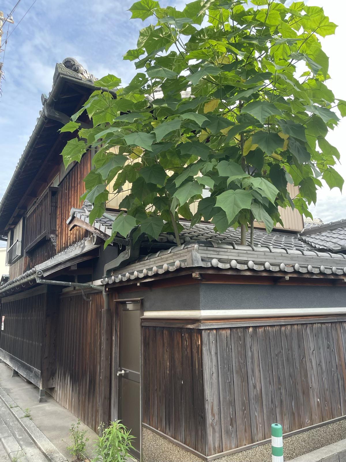 姫路市大塩町の売買物件/北側の庭