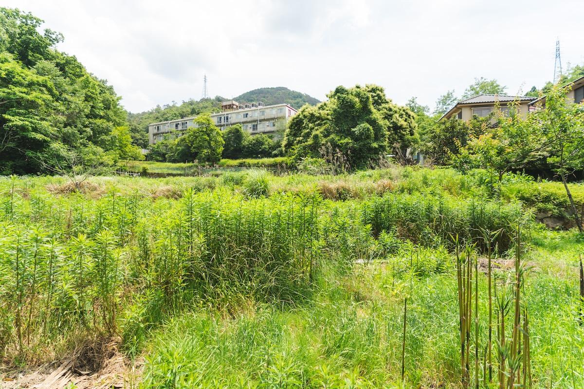 神戸市北区有野町唐櫃の売買物件/今は草が伸びてしまっていますが、二段の農地があります