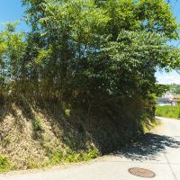 神戸市北区淡河町淡河の売買物件/道路に沿って木の生い茂る法地があります