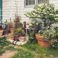 神戸市西区春日台の売買物件/オーナーがお住まいだった頃のお庭の様子