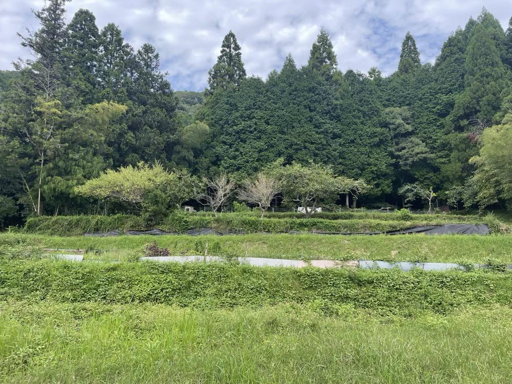姫路市夢前町芦田の売買物件/敷地から山側を見ると見渡す限りの緑。