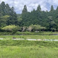 姫路市夢前町芦田の売買物件/敷地から山側を見ると見渡す限りの緑。
