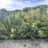 神戸市須磨区一ノ谷町の賃貸物件/団地の裏手は山です。