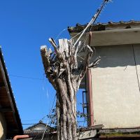 亀岡市大井町並河1丁目13-17、14-7の賃貸物件/アンテナのなる木だそうです