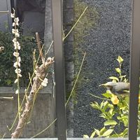京都市左京区吉田中大路町の売買物件/早速、柚子泥棒を見つけました
