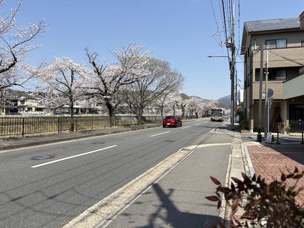 京都府京都市左京区高野泉町の売買物件/物件前の川端通沿いには桜が並ぶ