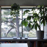 京都市左京区北白川追分町の売買物件/障子を開けると正面に松（photo by来田猛氏）