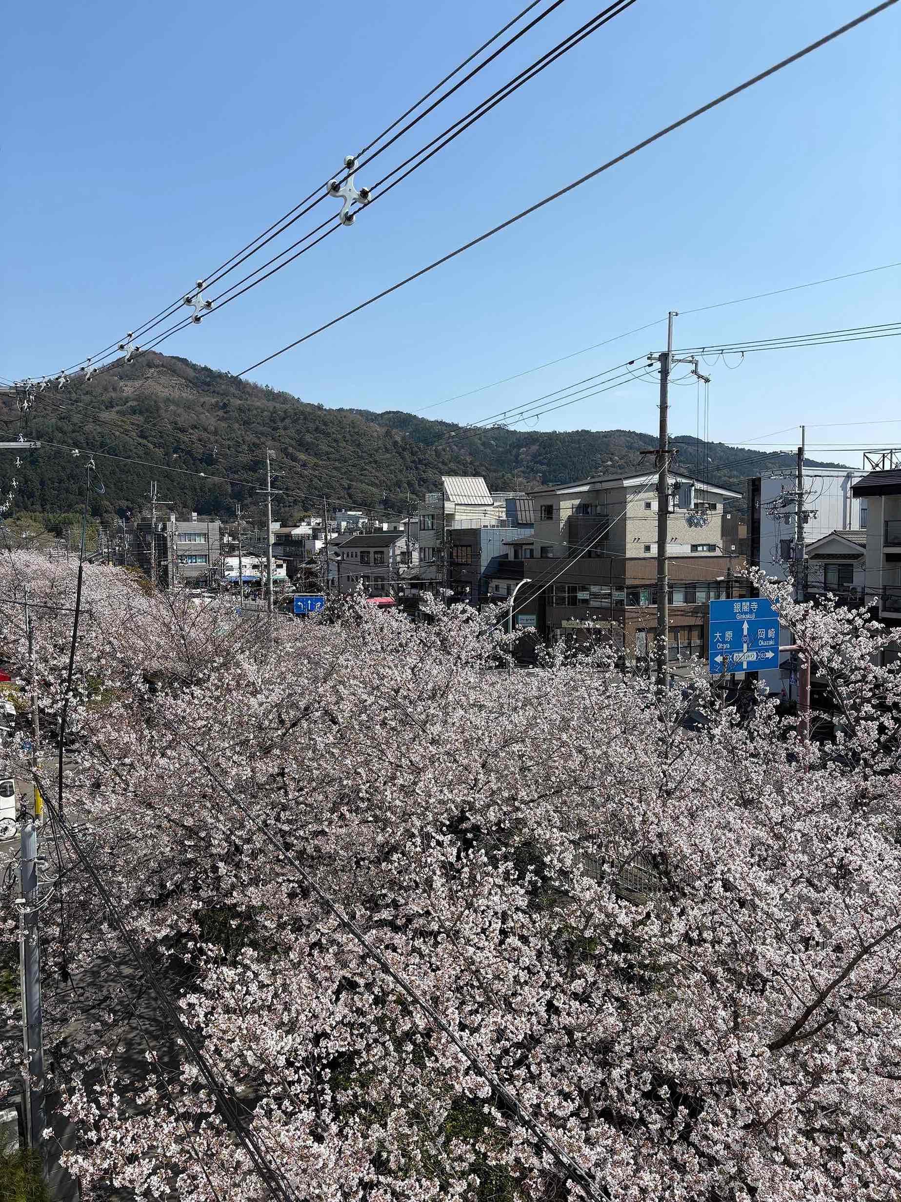 京都市左京区北白川久保田町の賃貸物件/窓からは、疎水、桜並木、大文字の3点セットが楽しめる（3階からの写真）