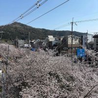 京都市左京区北白川久保田町の賃貸物件/窓からは、疎水、桜並木、大文字の3点セットが楽しめる（3階からの写真）