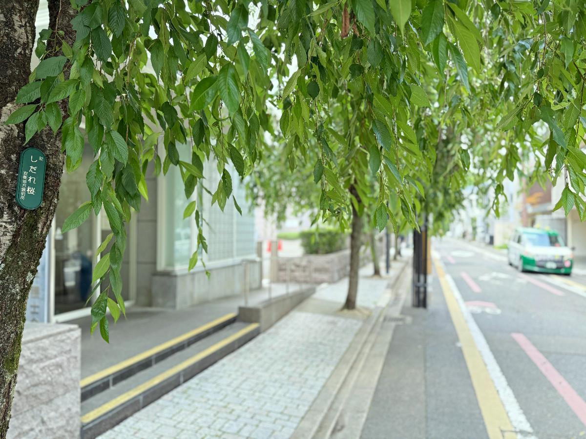 京都市中京区富小路竹屋町上る桝屋町325-2 の賃貸物件/西向かいの裁判所の周りには遅咲きの枝垂桜がぐるりと植えられています。シーズンにはなかなかの絶景。それを目の前にいただける良い立地