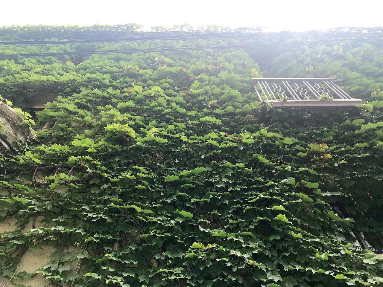 大阪市中央区伏見町２丁目の賃貸物件/甲子園球場から株分けされたツタです