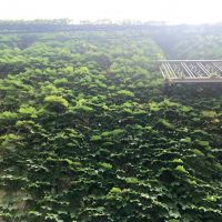 大阪市中央区伏見町２丁目の賃貸物件/甲子園球場から株分けされたツタです