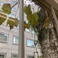 大阪市中央区伏見町２丁目の賃貸物件/つたが絡まる窓辺。