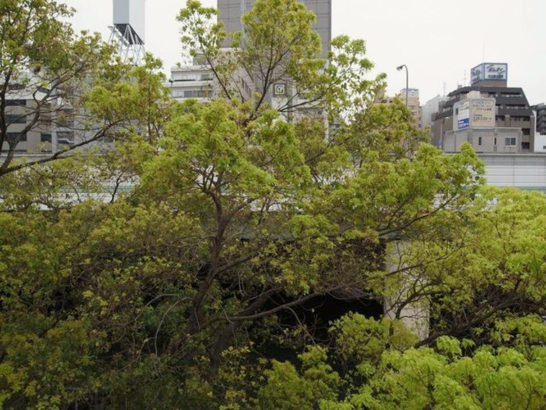 大阪市中央区淡路町1丁目の賃貸物件/緑、緑、緑。モサモサしてます。＊前回募集時(2階)の写真です。