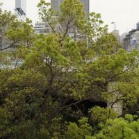 大阪市中央区淡路町1丁目の賃貸物件/緑、緑、緑。モサモサしてます。＊前回募集時(2階)の写真です。