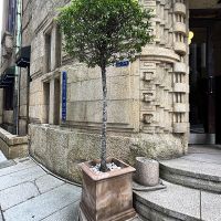 大阪市中央区伏見町３丁目の賃貸物件/看板はこの植木に。デザインの方向性の制御が行き届いています。