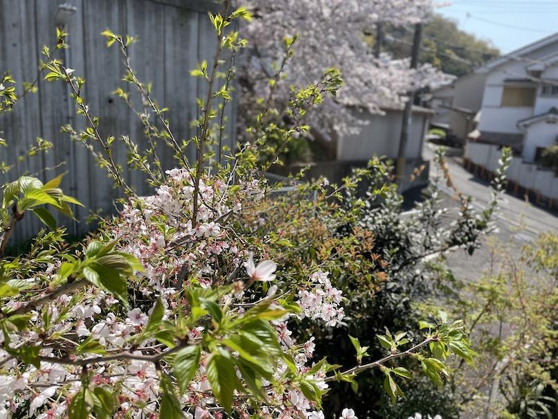 東大阪市五条町９の売買物件/物件の裏にある桜の木。2階Room2の窓から間近に桜を眺められる。