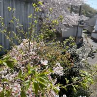 東大阪市五条町９の売買物件/物件の裏にある桜の木。2階Room2の窓から間近に桜を眺められる。