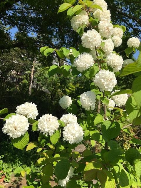 枚方市杉山手1-3-10の賃貸物件/季節それぞれの花々を楽しめます
