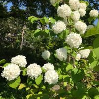 枚方市杉山手1-3-10の賃貸物件/季節それぞれの花々を楽しめます