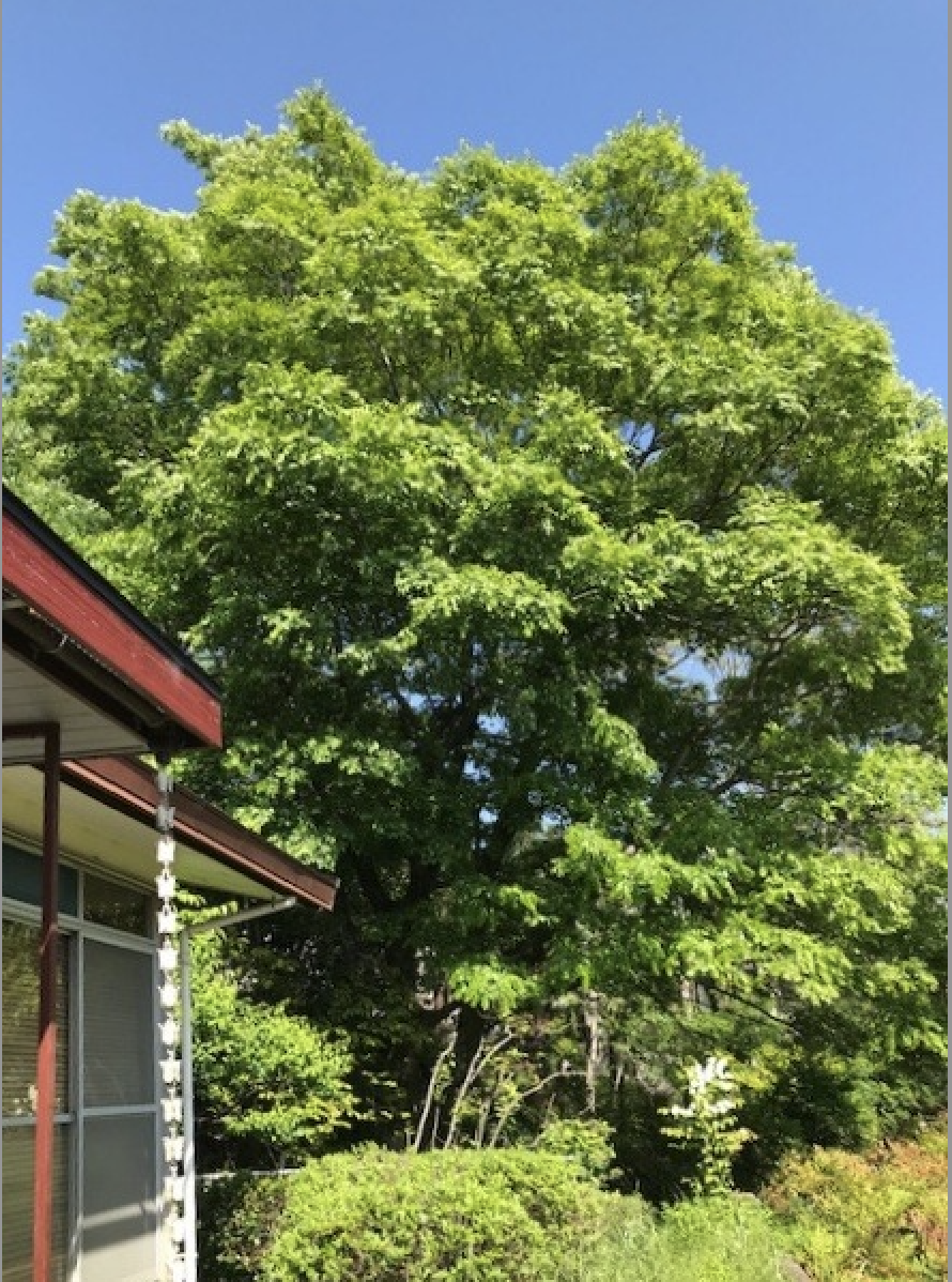 枚方市杉山手1-3-10の賃貸物件/新緑の季節を間近で感じることが出来ます