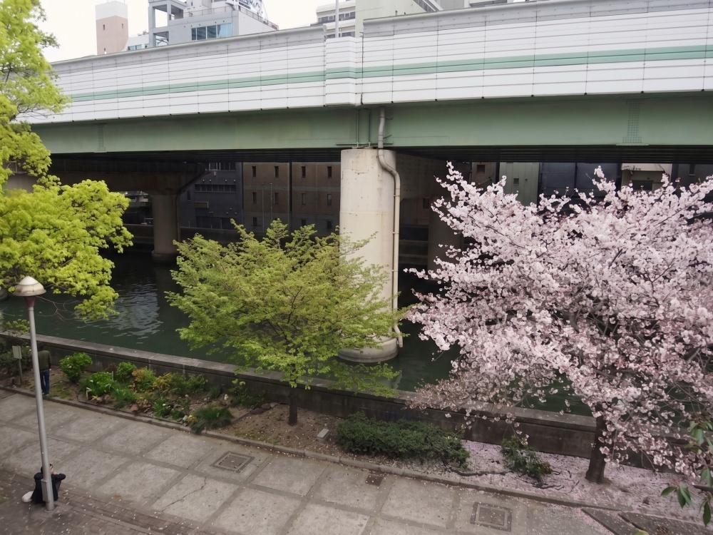 大阪市中央区淡路町1丁目の賃貸物件/春には窓から桜が見えます。