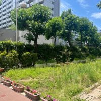 大阪市北区本庄東三丁目の売買物件/敷地内の豊かな緑