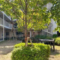 大阪府大阪市阿倍野区帝塚山1丁目の賃貸物件/敷地内の共用中庭。テーブルと椅子が備えられています。