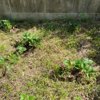 大阪府大阪市阿倍野区帝塚山1丁目の賃貸物件/前の住人によって、点々と植えられたいちご。5月には収穫できるのだとか。