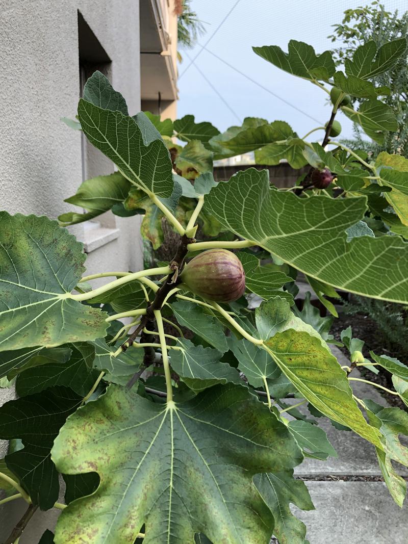 大阪市住之江区北加賀屋2丁目の賃貸物件/共用庭にはイチジクの木が植っていて入居者は自由にいただけるとのこと