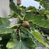 大阪市住之江区北加賀屋2丁目の賃貸物件/共用庭にはイチジクの木が植っていて入居者は自由にいただけるとのこと