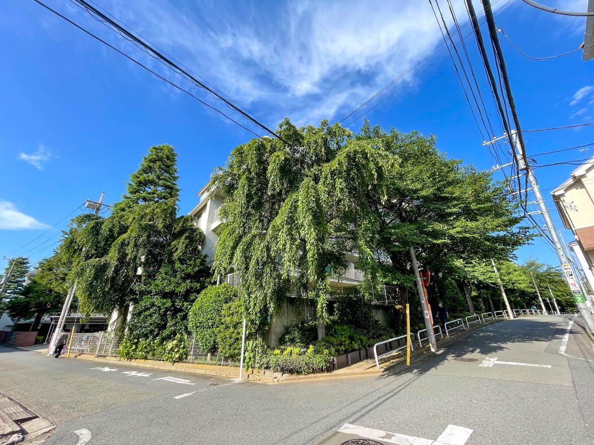中野区白鷺の売買物件/南西側の外観。大きな桜で建物が覆われています。この桜が部屋からみることができます