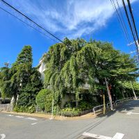 中野区白鷺の売買物件/南西側の外観。大きな桜で建物が覆われています。この桜が部屋からみることができます