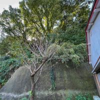 横浜市港北区日吉の賃貸物件/お庭の南側は大学の敷地