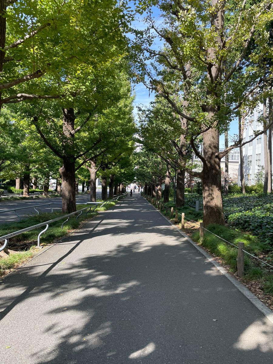 横浜市港北区日吉の賃貸物件/慶應大学のイチョウ並木を通って物件まで行くのが気持ちいい