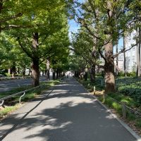 横浜市港北区日吉の賃貸物件/慶應大学のイチョウ並木を通って物件まで行くのが気持ちいい