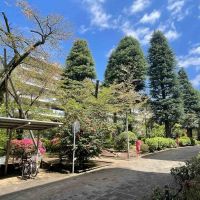 中野区白鷺の賃貸物件/マンションの敷地内には緑道が通っています