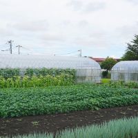 西東京市柳沢5-3の売買物件/徒歩3分ほどの場所にある「新田農園」。1ha以上の畑。大きな緑の環境です